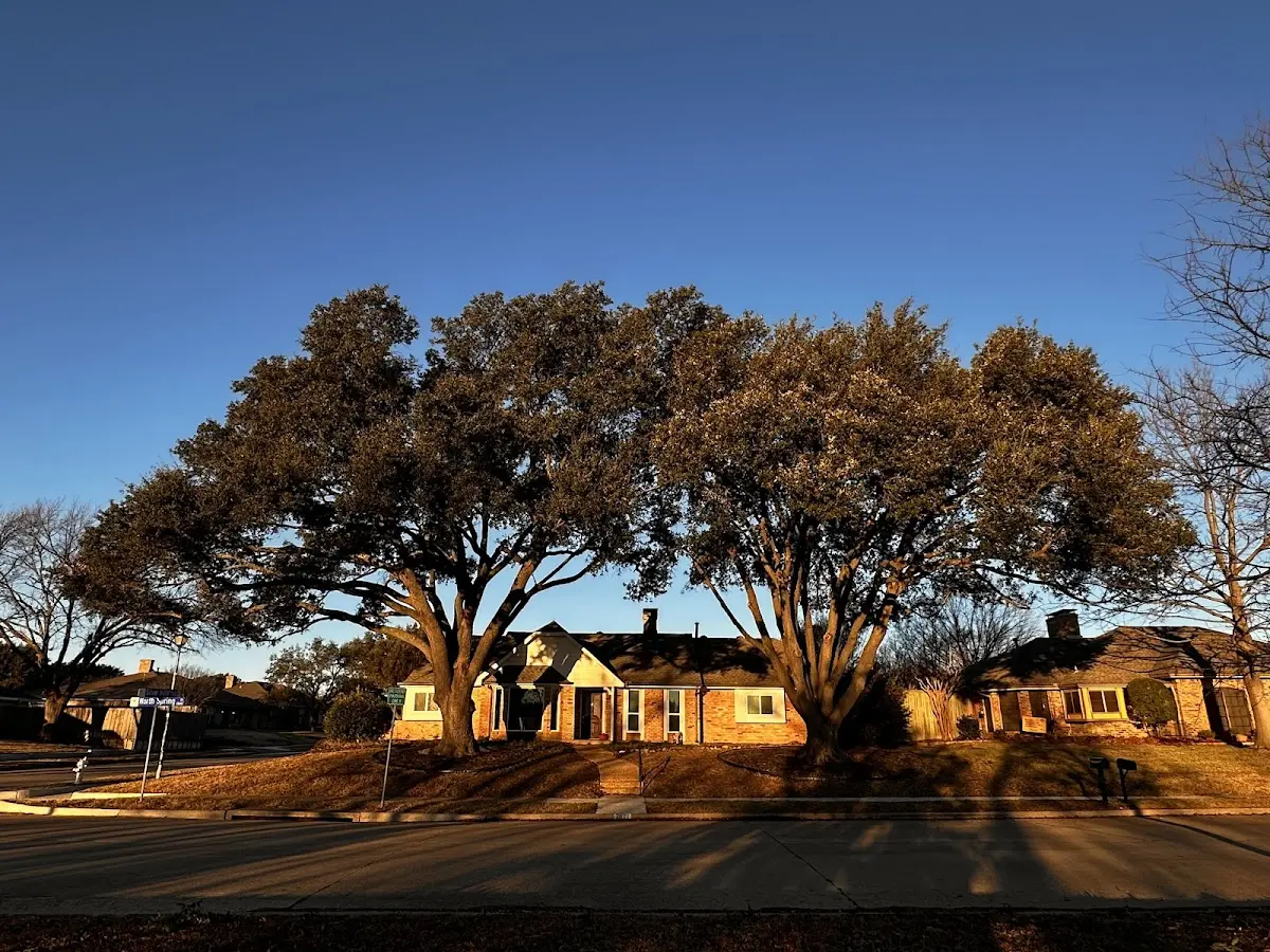 Established residential canopy tree shading a home in Clintwood