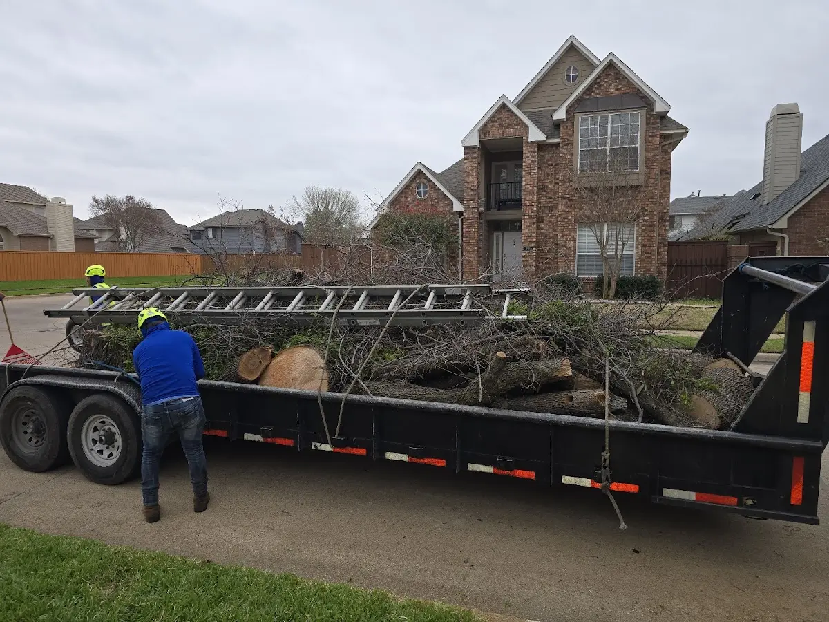 Expert Tree Removal with proper safety equipment in Clintwood